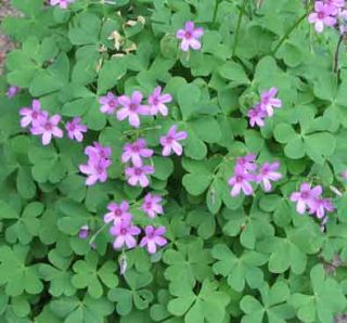 Here is a good example of green shamrocks with purple flowers