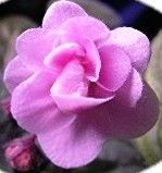   African Violet Tropical Indoor House Plant Pretty Flowers