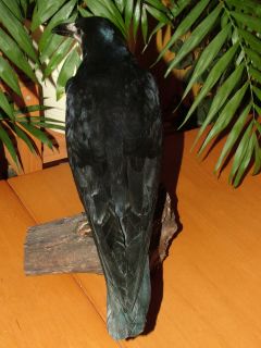 Beautiful Stuffed Rook Crow Gothic Taxidermy New