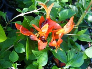 Unusual RARE Tropical Orange Hummingbird Bush Plant