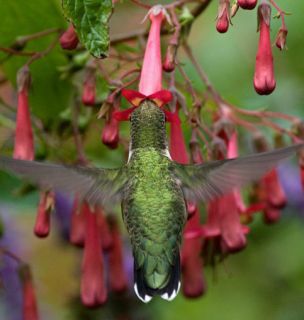  CHERRY RIPE~HUMMINGBIRDS CAPE FUCHSIA/FEEDER PLANT PERENNIAL FLOWERS