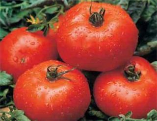 Tomato Ace 55 Non Hybrid Non GMO Heirloom Vegetable Seeds Open