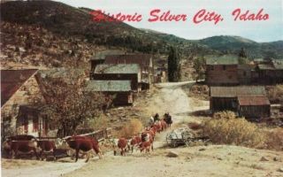 Silver City Idaho Cattle Roaming Ghost Town Postcard