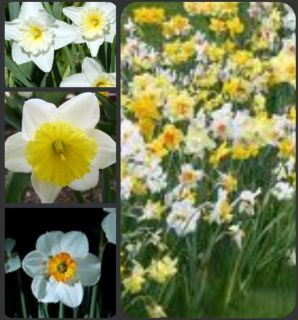 Daffodil Jonquil Bulbs 20 Mixed Colors Spring Bloom Easy to Grow
