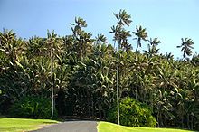  Kentia Palm Tree Seedlings 50 Off Great Indoor Plant Seeds To
