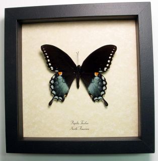 Papilio Troilus North America Real Framed Butterfly 546