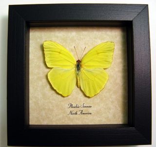this beautiful north american neon yellow butterfly is commonly known