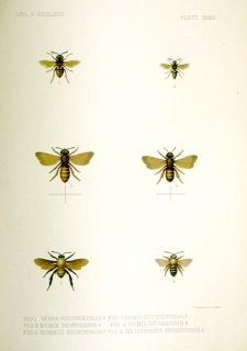 RARE 1875 Wheeler Exploration Survey SW U s 1 021pp 45 Plates Butflys