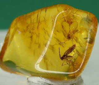 ME591 Three Insects Inclusions in Baltic Amber