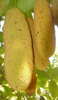 Chempedak Artocarpus Integer Yummy Like Jakfruit RARE Fruit Tree Live