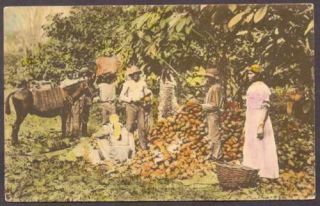 Trinidad Postcard People Collecting Coconuts Costumes L K