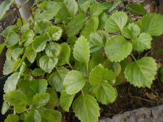 Swedish Ivy Plectranthus Species Live Plant