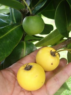 Ripe fruits are yellow green color, Beach Apricot is very tolerant to