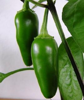Pepper Jalapeno Early Hot Non Hybrid Non GMO Heirloom Garden Seeds