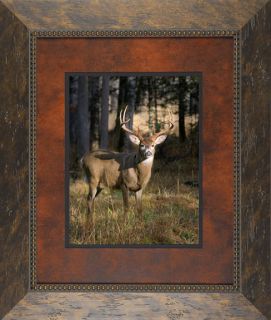  Wildlife Solid Wood Framed Picture James Jones Photography