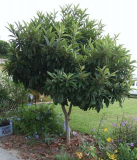 Loquat /Japanese Plum Tree w/ Orange Melon Fruit Fast Grower EZ Grow