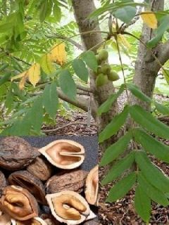 Japanese Heartnut Tree Live Nut Tree Plant Walnut Family RARE