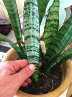Snake Plant Mother in Laws Tongue Sanseveria Rooted Live Plant A Free