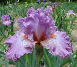  Graces Iris Rosy Lilac Orchid Pink 00 Perennial Plant Bulb