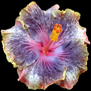 Hibiscus Hybrid Seeds Persian Rug x Delta Dawn