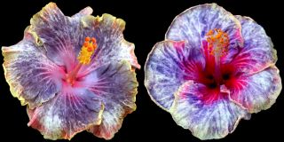 Hibiscus Hybrid Seeds Persian Rug x Envie
