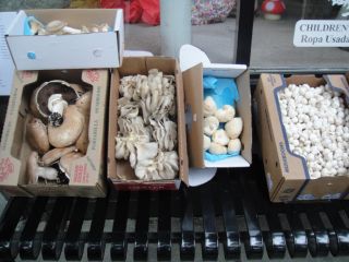 Mixed Box of Fresh Mushrooms from Kennett Square PA