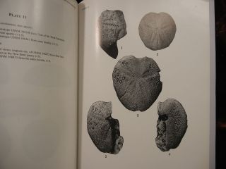 ECHINOIDS of NORTH CAROLINA by PORTER KIER/PALEOBIOLOGY FOSSILS/ RARE