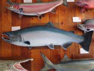 97 lbs 4 ozs Chinook Salmon or King Salmon Replica Trophy Mount