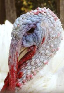Broad Breasted White Turkey Hatching Eggs Fast Shipping