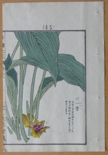 Kono Bairei Japanese Woodblock Flower Print i325 1900