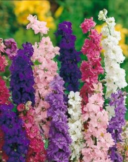 Flower Seeds Giant Imperial Mix Larkspur Delphinium Consolida Annual