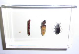 Life Cycle of Mealworm Beetle Tenebrio Molitor Specimen