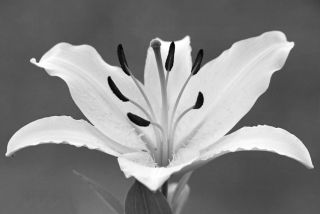 White Tiger Lily Flower B w Art Photo No Title Bar