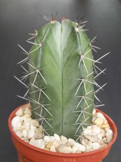 Exotic RARE Columnar cacti Outdoor Garden Plant Cactus 4