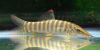 Large Berdmori Botia loach Live Aquarium Fish