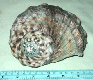 inchs Turbo Marmoratus Seashell Sea Shell 01