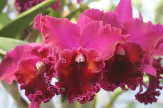 BLC Oconee `Mendenhall Am AOS Cattleya Orchid Plant