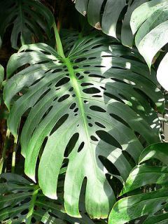 Monstera Deliciosa   10 Seeds   Swiss Cheese Plant   Houseplant