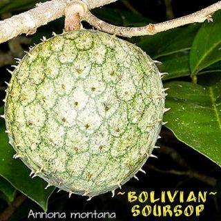 BOLIVIAN SOURSOP~ Annona montana RARE FRUIT Tree Corossol zombie 10