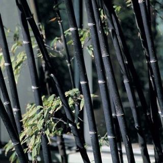 100x fresh Black Bamboo Seeds w/ instructions ( Phyllostachys Nigra )