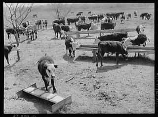 PhotoHerd of cattle at feeding trough near Crystal City,Texas