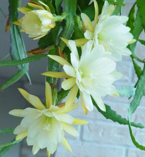 Delight EPIPHYLLUM Orchid Cactus XL Pale Yellow Flower 1 Yr LG Plant