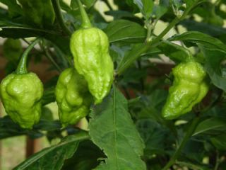 Newly listed BHUT JOLOKIA   GHOST PEPPER   Item #2174   20 seeds