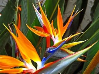 Orange Bird of Paradise Flower * Seed Packet with Planting Information