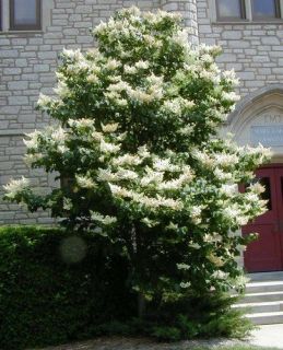 40+ JAPANESE TREE LILAC / HARDY PERENNIAL / MOST POWERFUL LOVELY