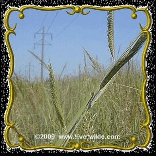 Cord Grass   Jumbo Wild Grass Seed Packet (400)