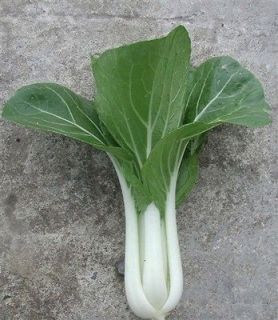 Canton Pak Choi or Bok Choy Cabbage 250 Seeds Pack