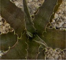 Hechtia Sp El Mate bromeliad succulent cactus plants Seeds~Not Agave