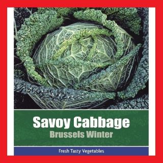 45 x Savoy Cabbage Brussels Winter Vegetable Plant Seeds