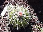 Echinocactus texensis Barrel Cactus SEEDS